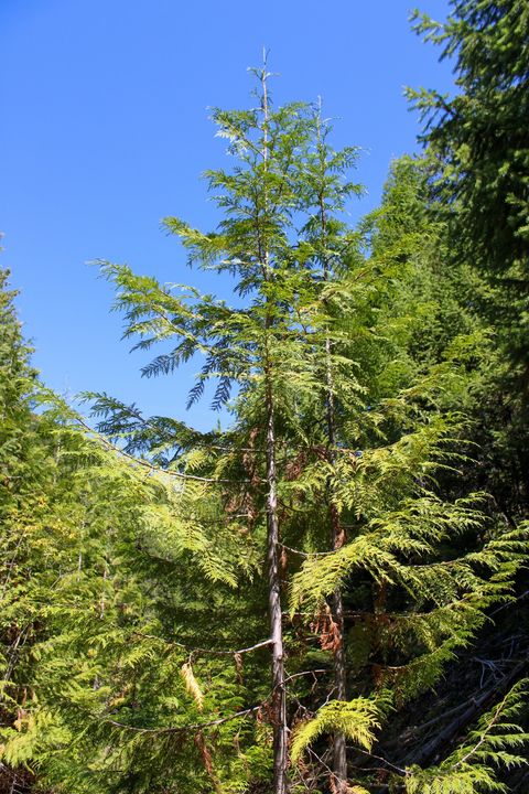 Tiny photo for Tract 1 Pardee Flat Road, Superior, MT 59872 (MLS # 30074041)