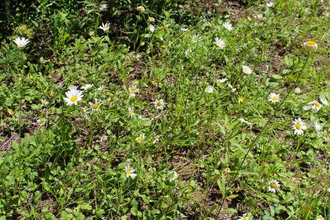 Tiny photo for Tract 1 Pardee Flat Road, Superior, MT 59872 (MLS # 30074041)