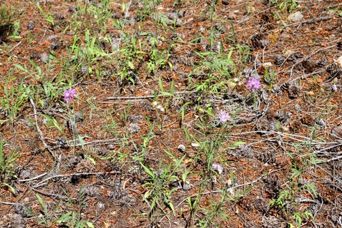 Tiny photo for Tract 1 Pardee Flat Road, Superior, MT 59872 (MLS # 30074041)