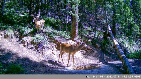 Tiny photo for Tract 1 Pardee Flat Road, Superior, MT 59872 (MLS # 30074041)