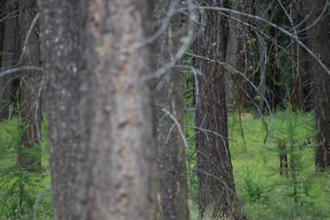 Tiny photo for 149 Rosewood Lane #Lot 8, Whitefish, MT 59937 (MLS # 30053013)