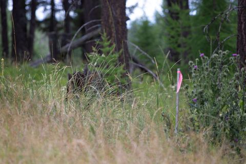 Tiny photo for 149 Rosewood Lane #Lot 8, Whitefish, MT 59937 (MLS # 30053013)