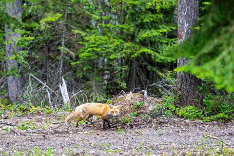 Tiny photo for 2130 Lion Mountain Road, Whitefish, MT 59937 (MLS # 30069956)