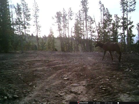 Tiny photo for Anna Indian Creek Road, Townsend, MT 59644 (MLS # 30076319)
