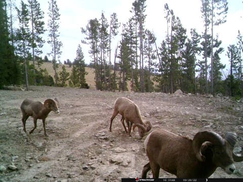 Photo of Anna Indian Creek Road, Townsend, MT 59644 (MLS # 30076319)