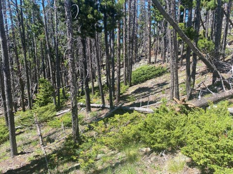 Tiny photo for Anna Indian Creek Road, Townsend, MT 59644 (MLS # 30076319)