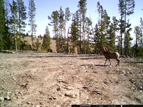 Tiny photo for Anna Indian Creek Road, Townsend, MT 59644 (MLS # 30076319)
