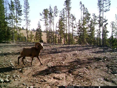 Tiny photo for Anna Indian Creek Road, Townsend, MT 59644 (MLS # 30076319)