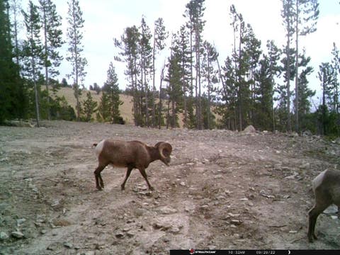 Tiny photo for Anna Indian Creek Road, Townsend, MT 59644 (MLS # 30076319)