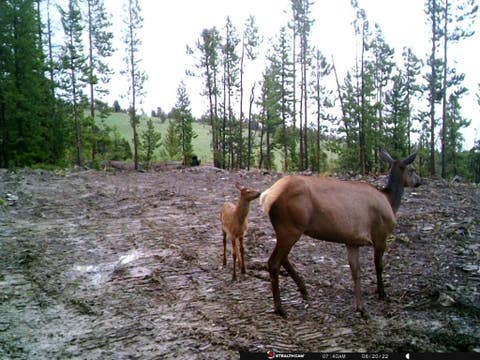 Tiny photo for Anna Indian Creek Road, Townsend, MT 59644 (MLS # 30076319)