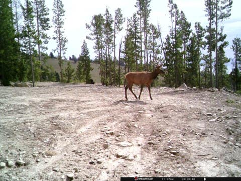 Tiny photo for Anna Indian Creek Road, Townsend, MT 59644 (MLS # 30076319)