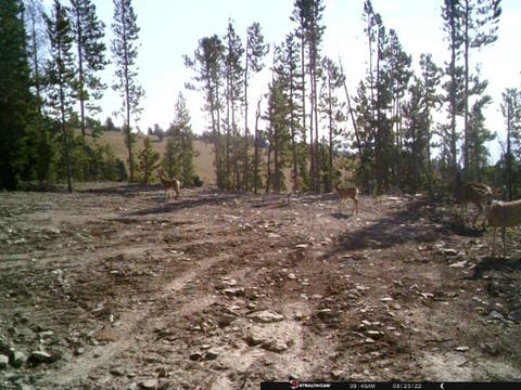 Tiny photo for Anna Indian Creek Road, Townsend, MT 59644 (MLS # 30076319)