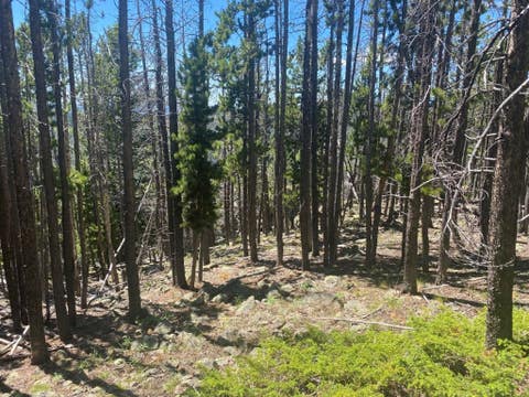 Tiny photo for Anna Indian Creek Road, Townsend, MT 59644 (MLS # 30076319)