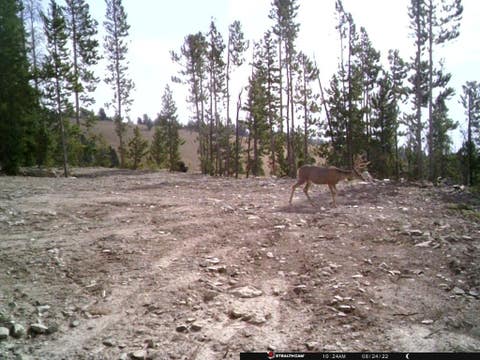 Tiny photo for Anna Indian Creek Road, Townsend, MT 59644 (MLS # 30076319)