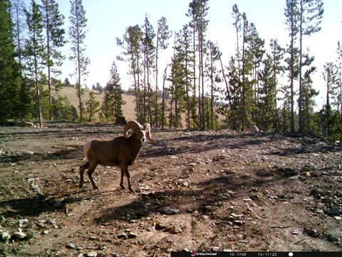 Tiny photo for Anna Indian Creek Road, Townsend, MT 59644 (MLS # 30076319)