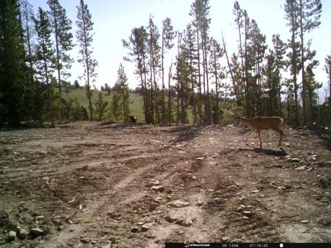 Tiny photo for Anna Indian Creek Road, Townsend, MT 59644 (MLS # 30076319)