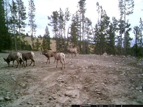 Tiny photo for Anna Indian Creek Road, Townsend, MT 59644 (MLS # 30076319)