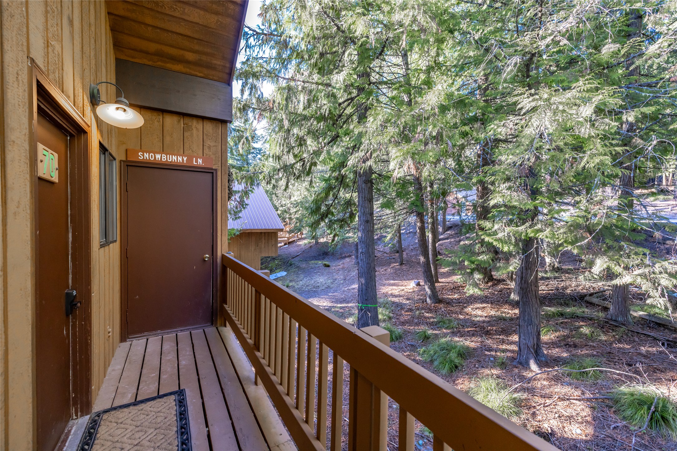 70 Limber Pine