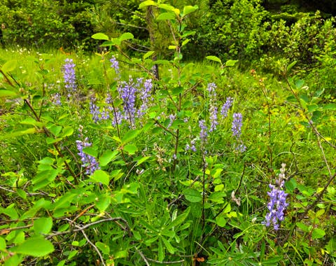 Tiny photo for 4577 Quartz Creek Road, Libby, MT 59923 (MLS # 30073487)