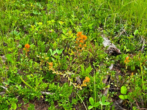 Tiny photo for 4577 Quartz Creek Road, Libby, MT 59923 (MLS # 30073487)