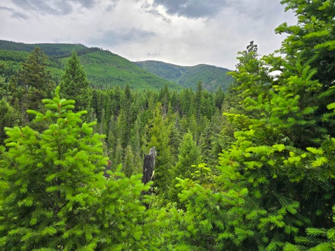 Tiny photo for 4577 Quartz Creek Road, Libby, MT 59923 (MLS # 30073487)