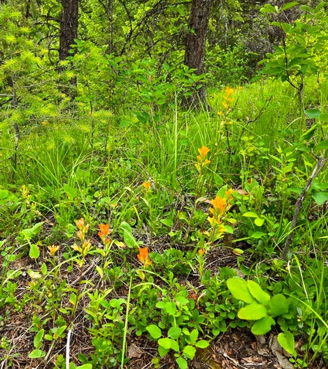 Tiny photo for 4577 Quartz Creek Road, Libby, MT 59923 (MLS # 30073487)