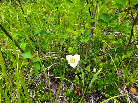 Tiny photo for 4577 Quartz Creek Road, Libby, MT 59923 (MLS # 30073487)