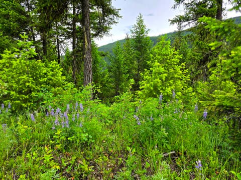 Tiny photo for 4577 Quartz Creek Road, Libby, MT 59923 (MLS # 30073487)