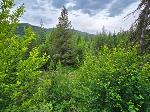 Tiny photo for 4577 Quartz Creek Road, Libby, MT 59923 (MLS # 30073487)
