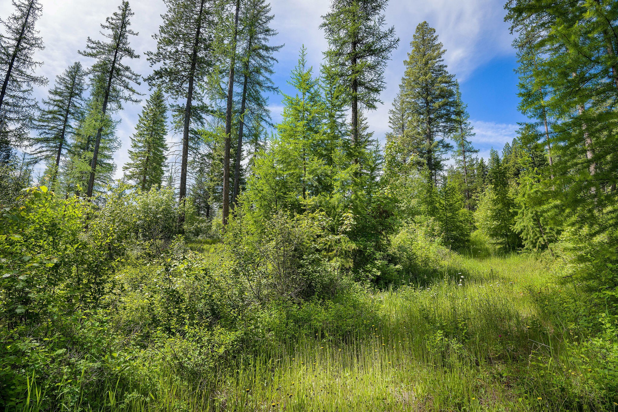 477 Chief Cliff Trail