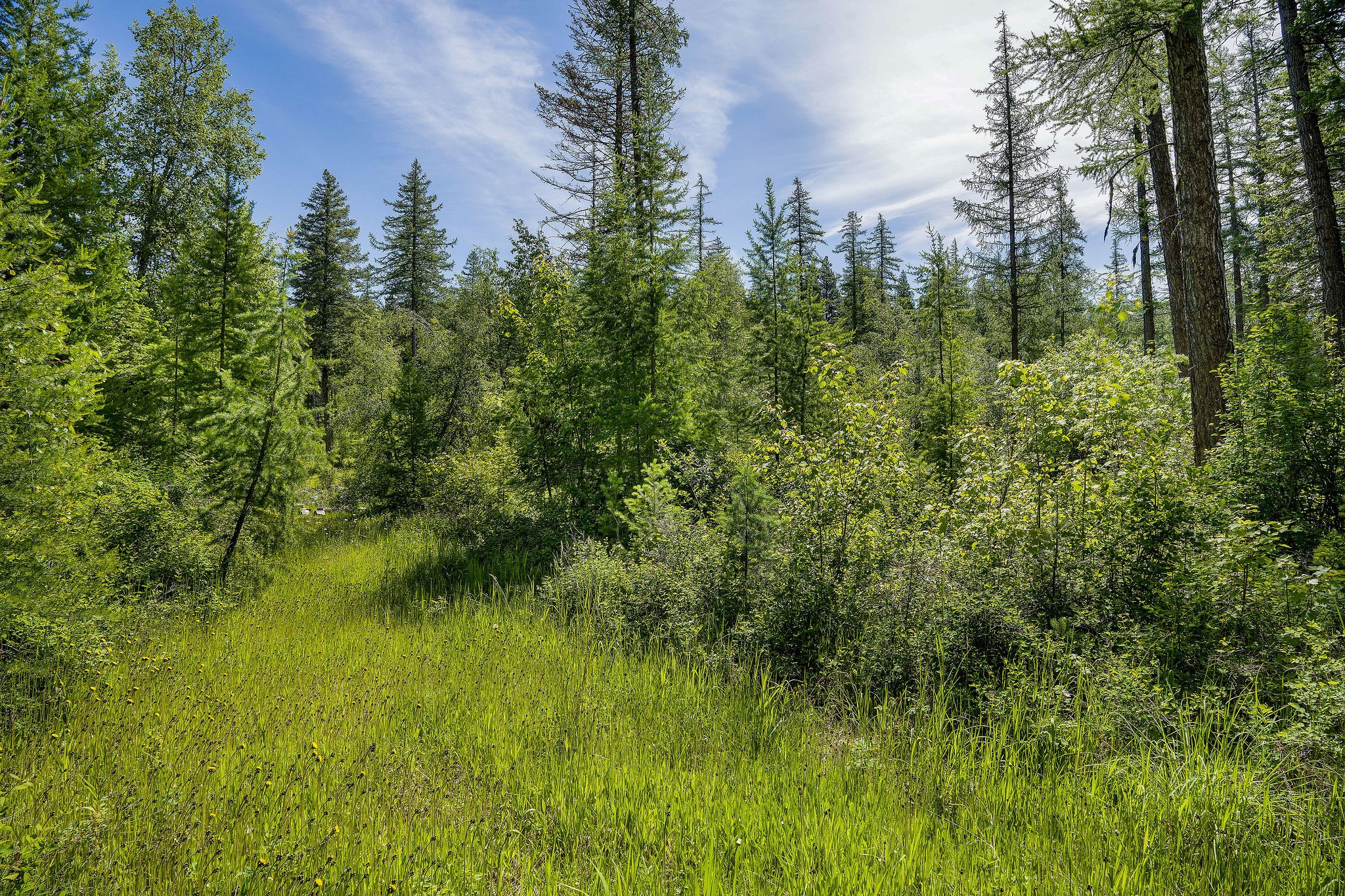 477 Chief Cliff Trail