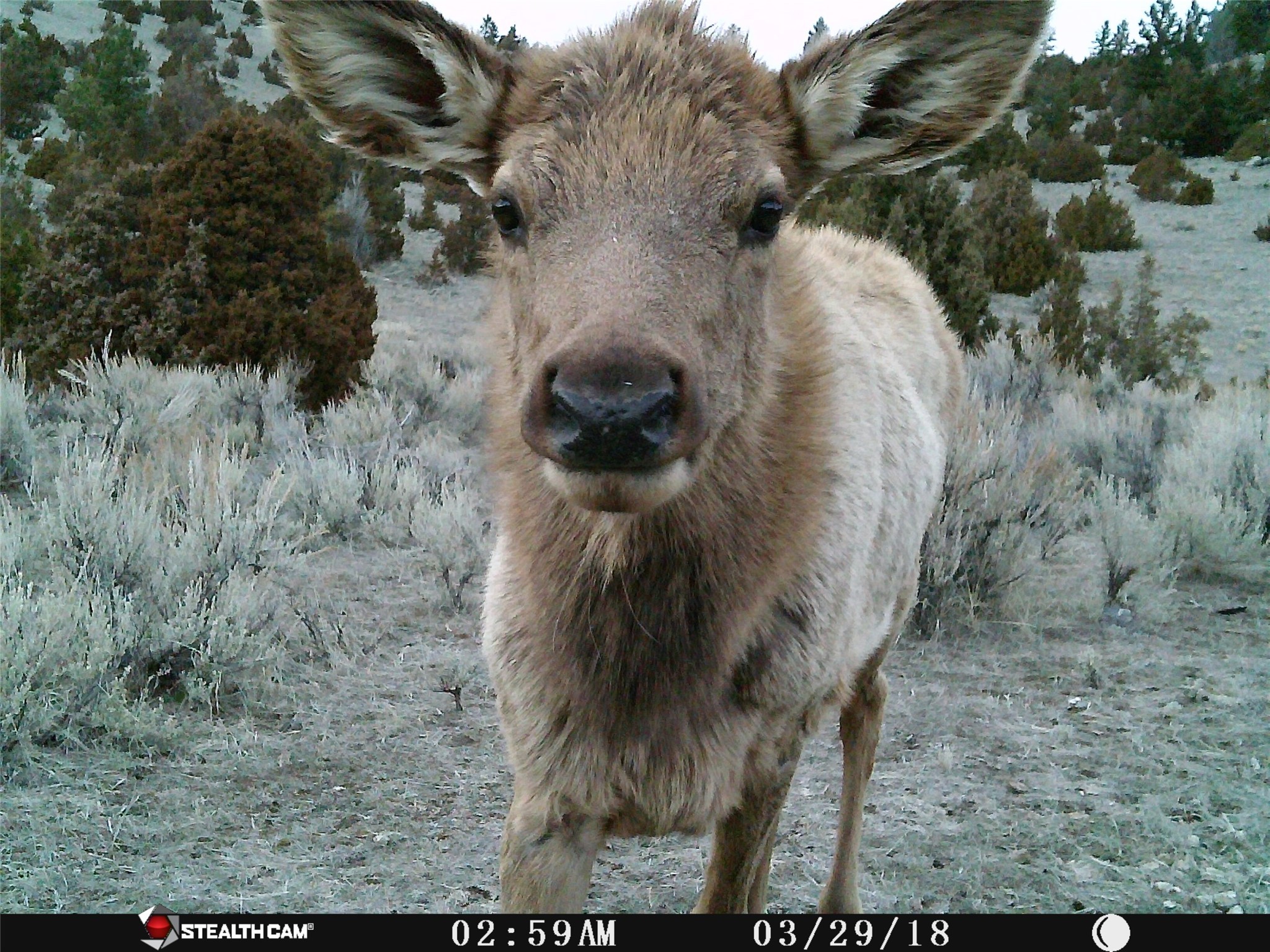 Boulder, Montana 59632, United States, ,Land,Active,12011