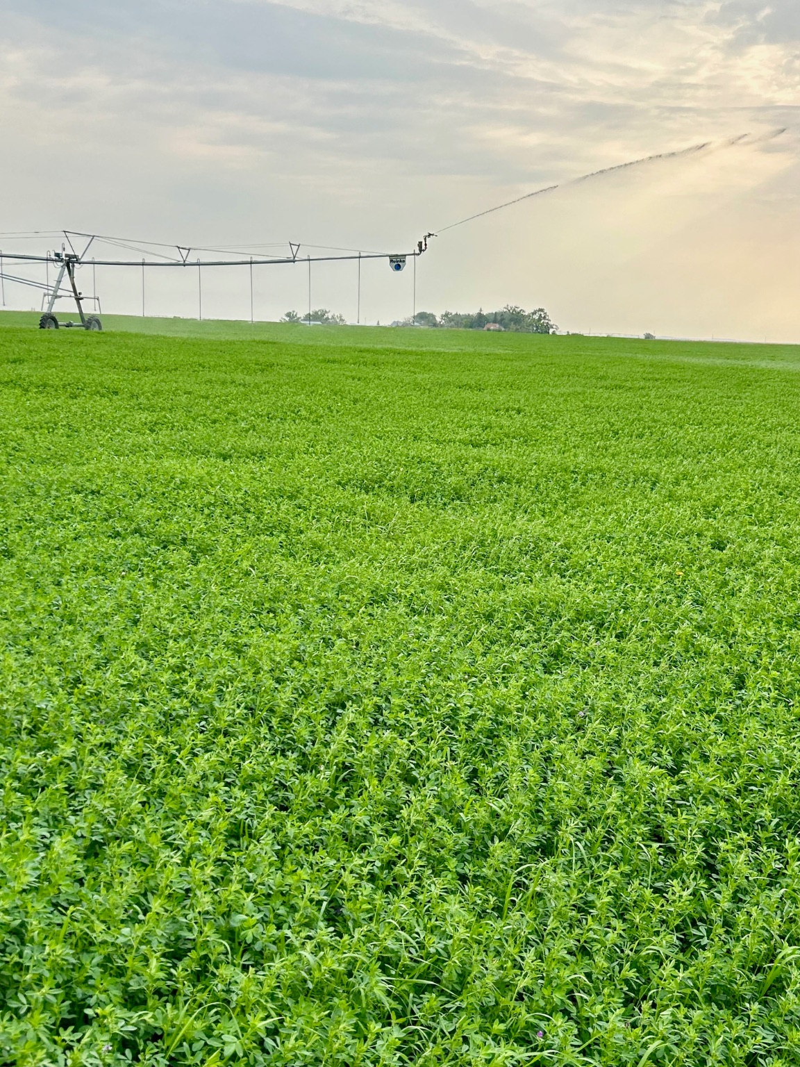 NHN County Line Road