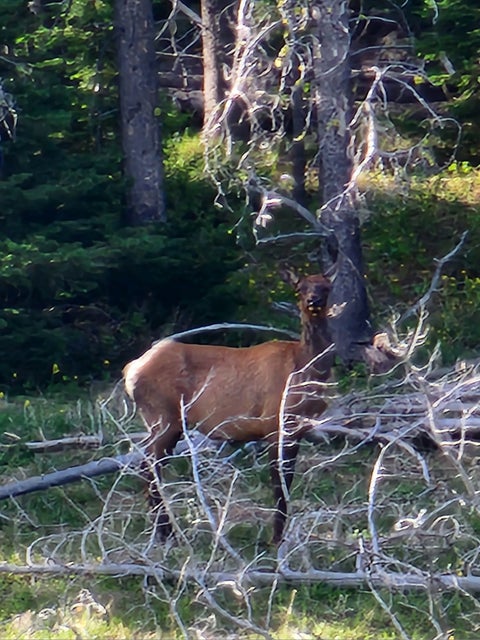 Tiny photo for 6570 Blossburg Road, Canyon Creek, MT 59633 (MLS # 30076295)