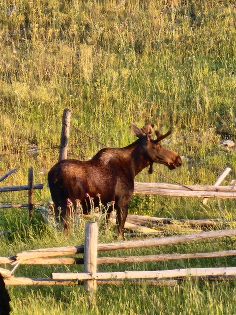 Tiny photo for 6570 Blossburg Road, Canyon Creek, MT 59633 (MLS # 30076295)