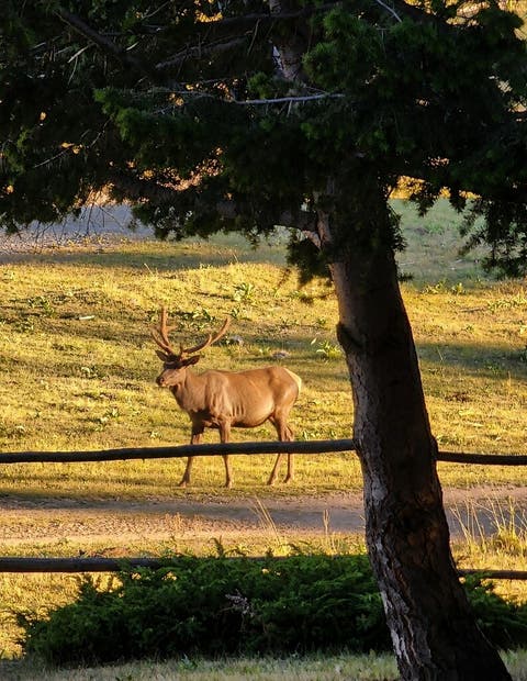 Tiny photo for 6570 Blossburg Road, Canyon Creek, MT 59633 (MLS # 30076295)