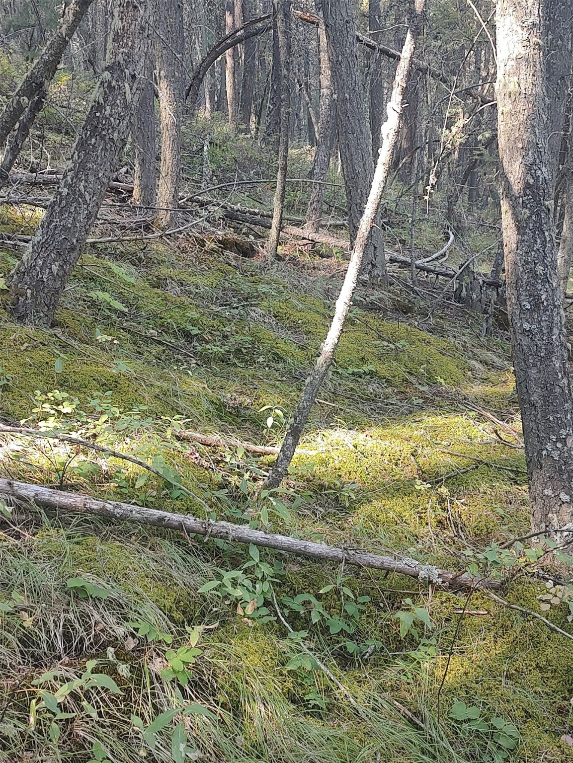 NKN Gonq Road/Contract Mill Road