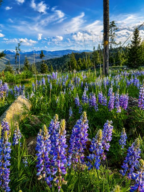 Tiny photo for 270 Theodosia Lane, Anaconda, MT 59711 (MLS # 30071446)