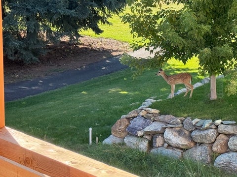 Tiny photo for 116 Golden Bear Drive, Bigfork, MT 59911 (MLS # 30077024)