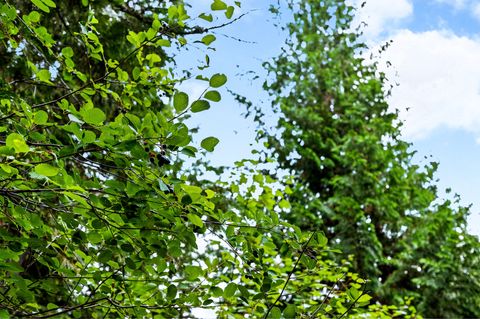 Tiny photo for 90 Woodland Star Circle, Whitefish, MT 59937 (MLS # 30055379)