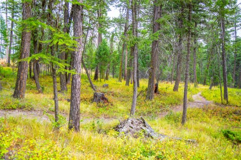 Tiny photo for 786 Lore Lake Road, Kalispell, MT 59901 (MLS # 30076431)