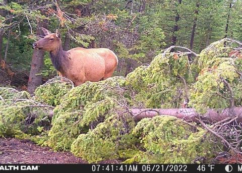 Tiny photo for 7524 Lower Telegraph Creek Road, Elliston, MT 59728 (MLS # 30069443)