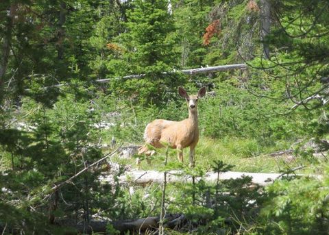 Tiny photo for 7524 Lower Telegraph Creek Road, Elliston, MT 59728 (MLS # 30069443)