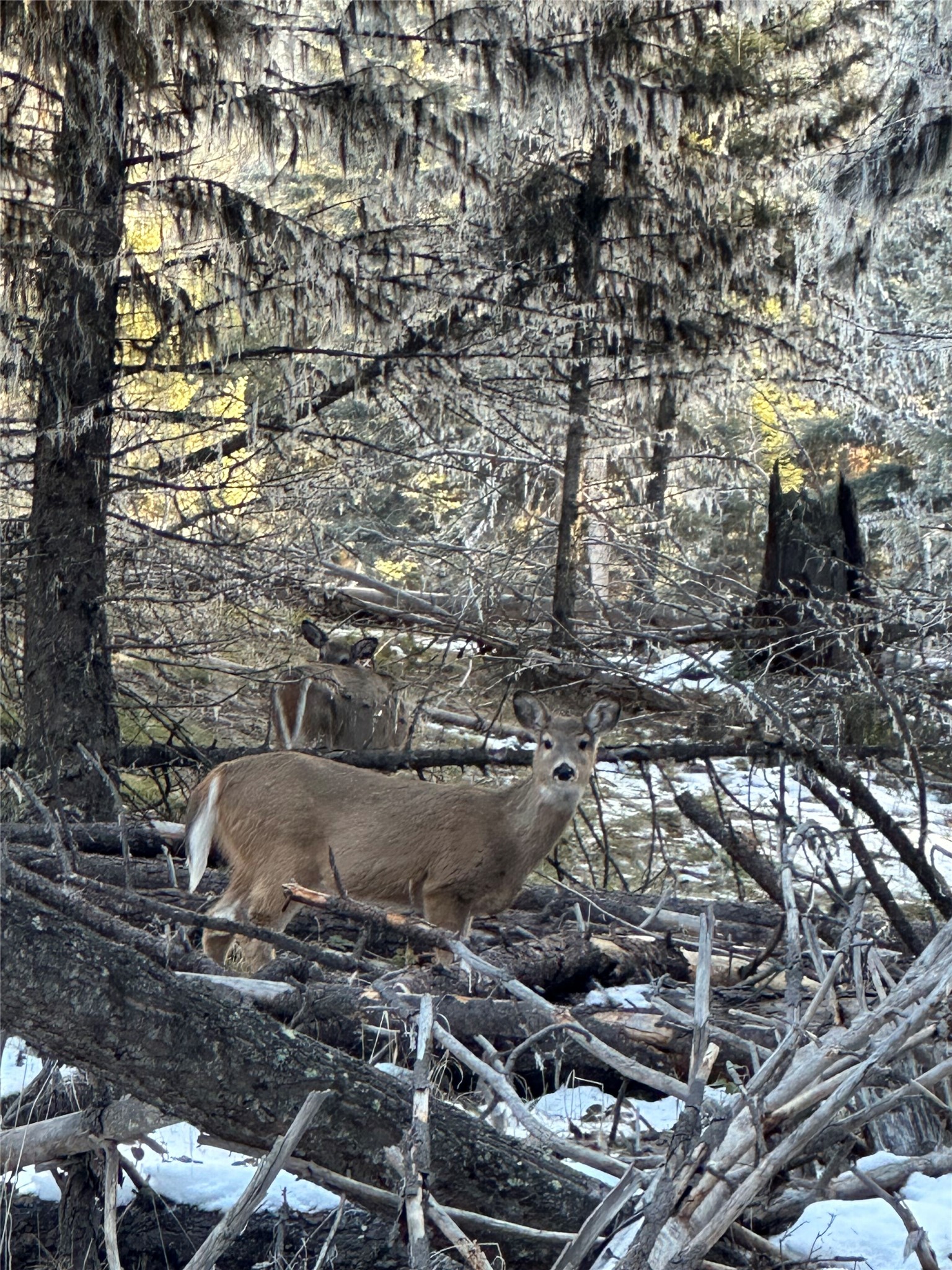 1274 Grandview Drive