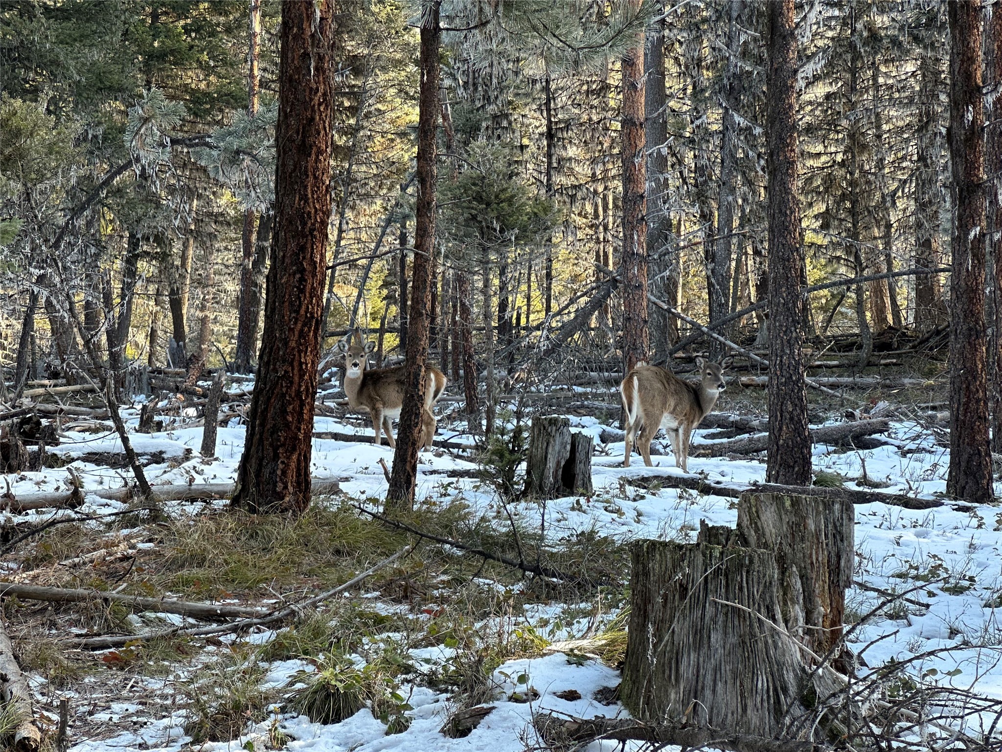 1274 Grandview Drive