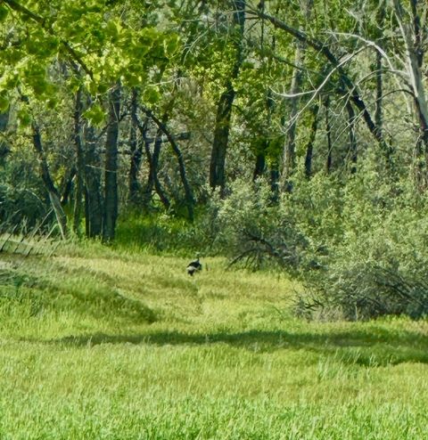 Tiny photo for 6421 US Hwy 2 E, Havre, MT 59501 (MLS # 30069178)