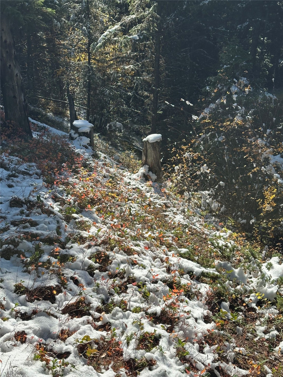 238 Cedar Hills Lane