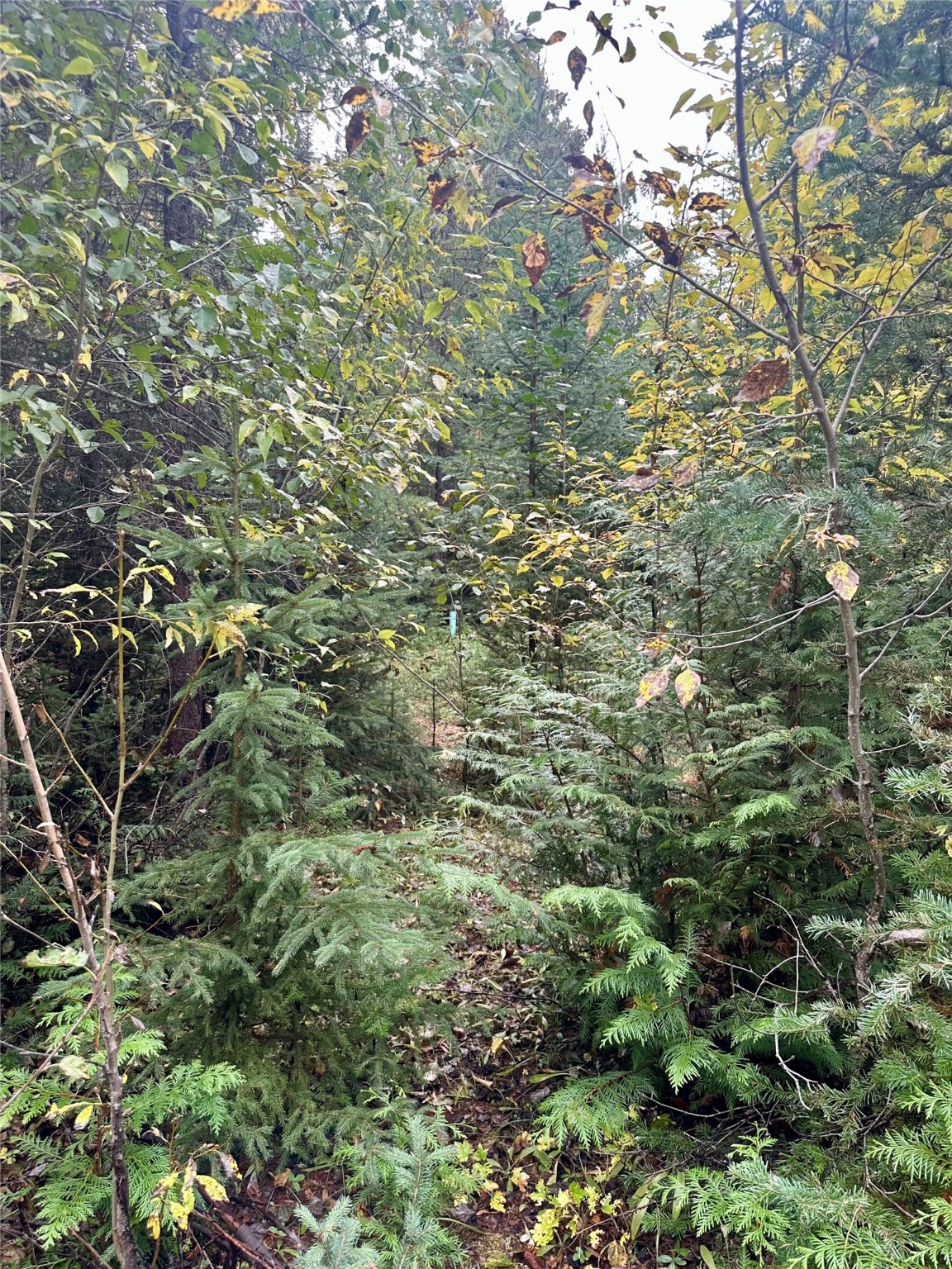 238 Cedar Hills Lane