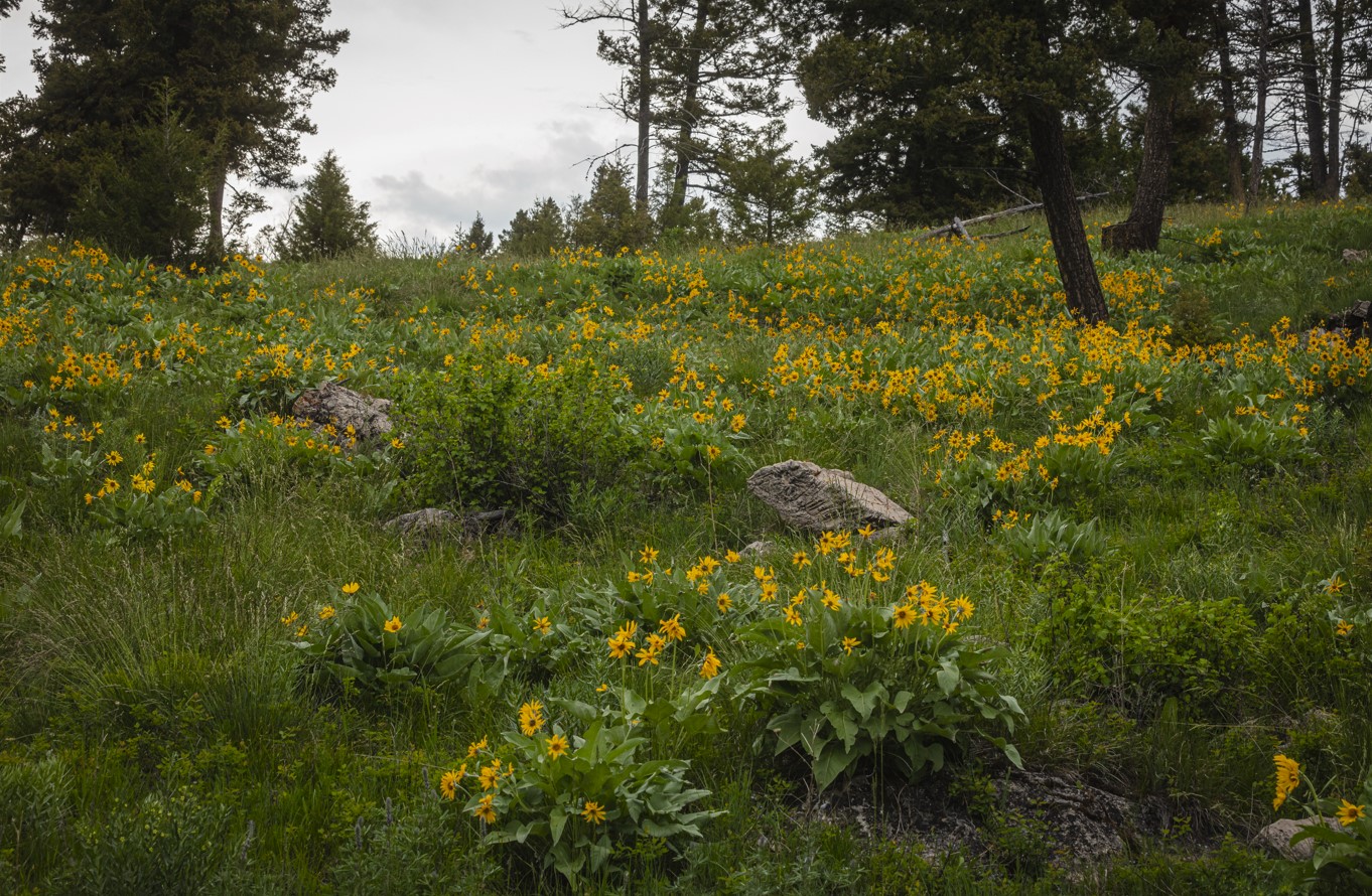 5 Tract, Garnet Range