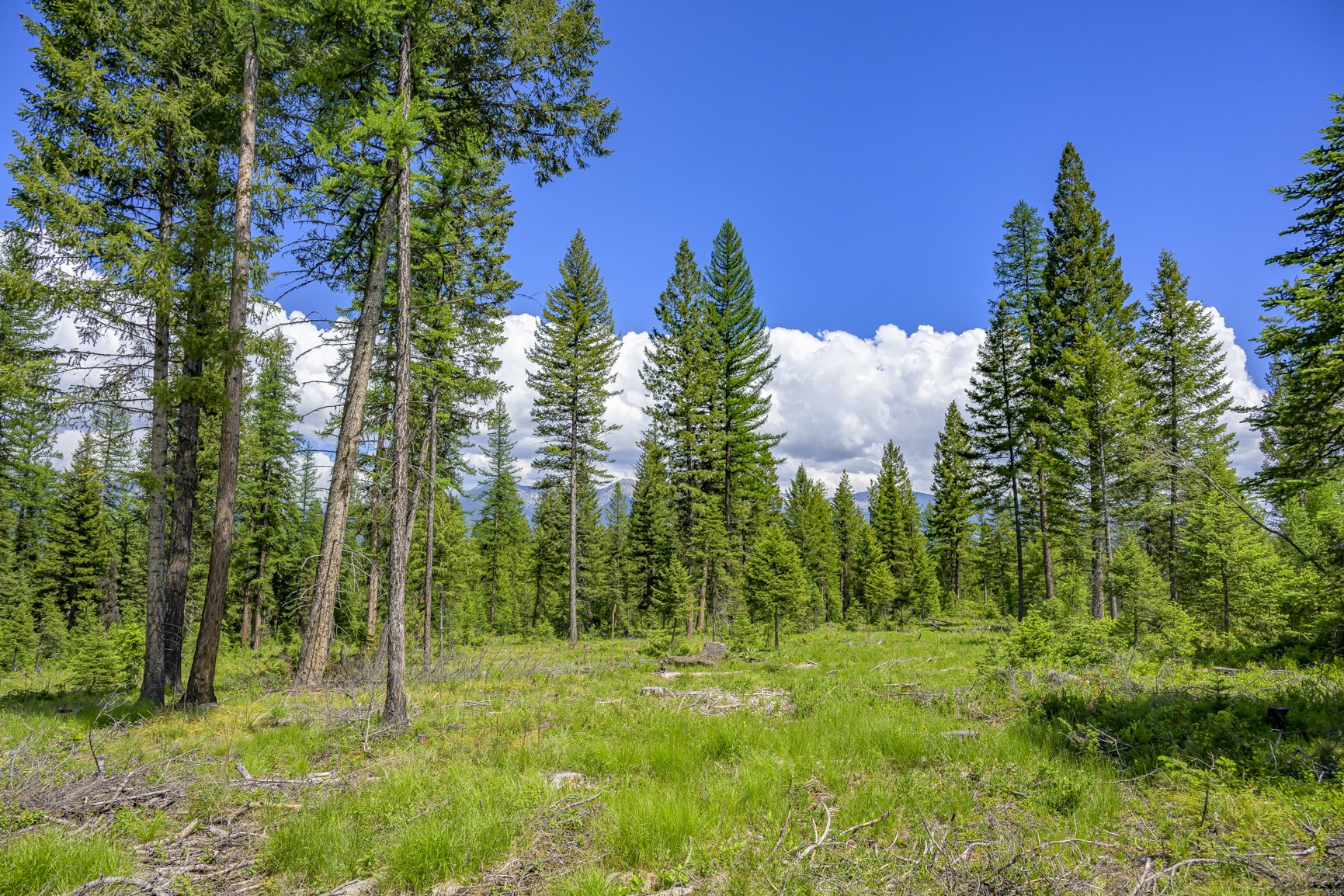 NHN Lindbergh Lake Road